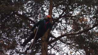 vastmaken ketting om de boom uit de tuin te rooien